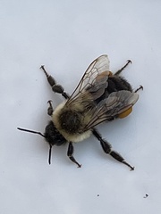 Bombus impatiens