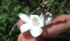 Casearia yucatanensis