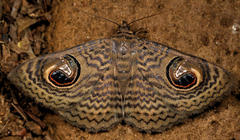 Calliodes pretiosissima