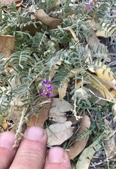 Astragalus thurberi