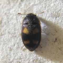 Litargus