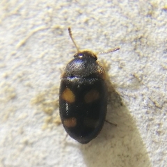 Litargus