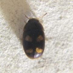 Litargus