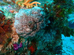 Eunephthya thyrsoidea