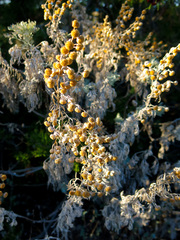 Artemisia arborescens