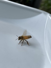 Apis mellifera
