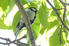 Parus major intermedius