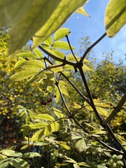 Sambucus williamsii