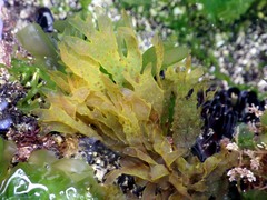 Nitophyllum punctatum