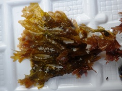 Nitophyllum punctatum