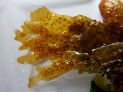 Nitophyllum punctatum