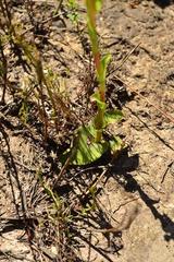 Satyrium outeniquense