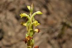Satyrium outeniquense