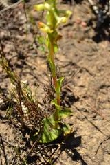 Satyrium outeniquense