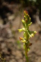 Satyrium outeniquense