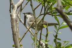 Curruca curruca