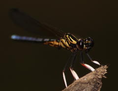 Platycypha caligata caligata