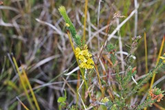 Dillwynia floribunda
