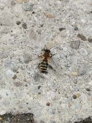 Apis mellifera
