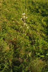 Silene multiflora