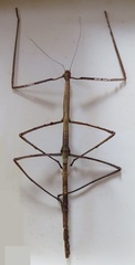 Clitumninae