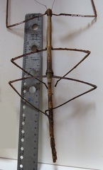 Clitumninae