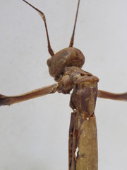 Clitumninae