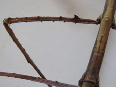 Clitumninae