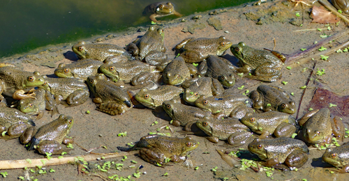 American Bullfrog photographed in Colorado