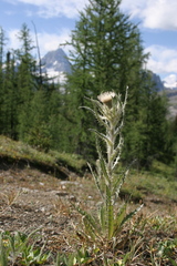 Cirsium hookerianum
