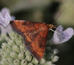 Pyrausta rubricalis