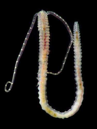 Representative image of Pseudopolydora