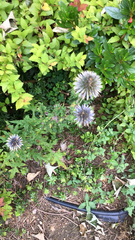 Echinops ritro