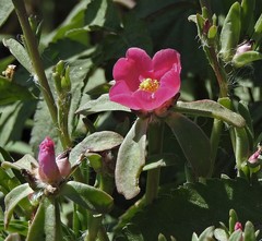 Portulaca cryptopetala