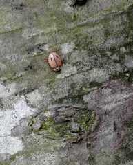 Mulsantina mexicana