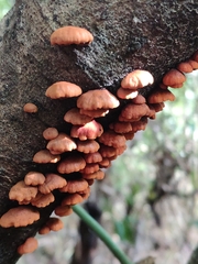 Anthracophyllum discolor