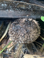 Strobilomyces strobilaceus image