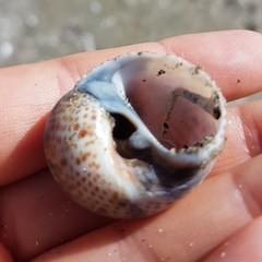 Naticarius stercusmuscarum