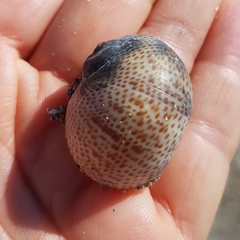 Naticarius stercusmuscarum