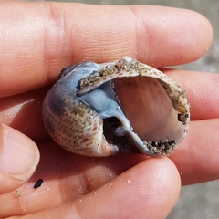 Naticarius stercusmuscarum