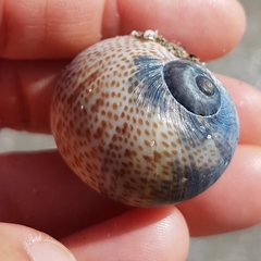 Naticarius stercusmuscarum