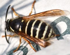 Dolichovespula albida