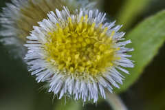Erigeron laevigatus
