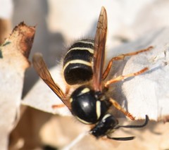 Dolichovespula albida