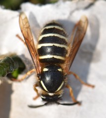 Dolichovespula albida