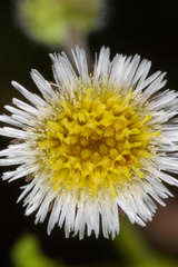 Erigeron laevigatus