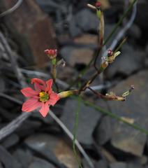 Moraea fenestrata