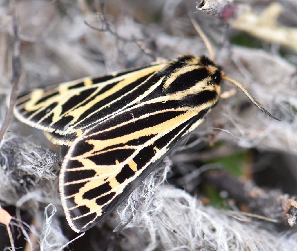 Grammia quenseli