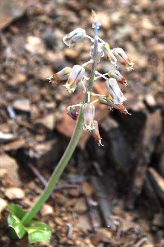Lachenalia bolusii
