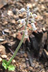 Lachenalia bolusii